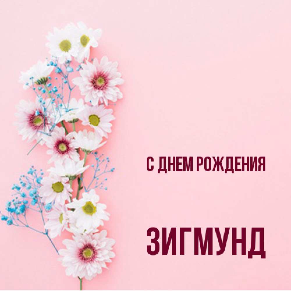 Открытка на каждый день с именем, Зигмунд С днем рождения Родная моя с днем рождения тебя картинка с цветами белыми и голубыми Прикольная открытка с пожеланием онлайн скачать бесплатно 