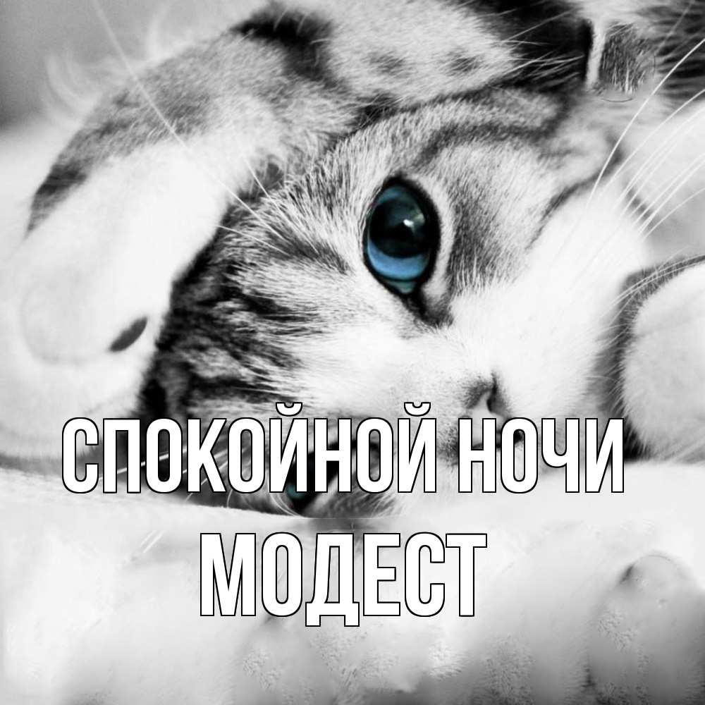Открытка на каждый день с именем, Модест Спокойной ночи кот устал Прикольная открытка с пожеланием онлайн скачать бесплатно 