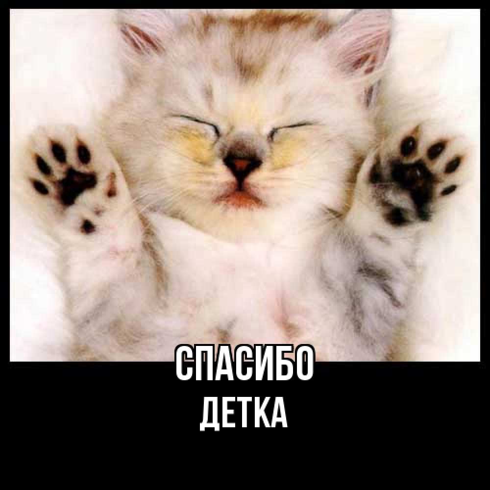 Открытка на каждый день с именем, Детка Спасибо маленький котенок Прикольная открытка с пожеланием онлайн скачать бесплатно 