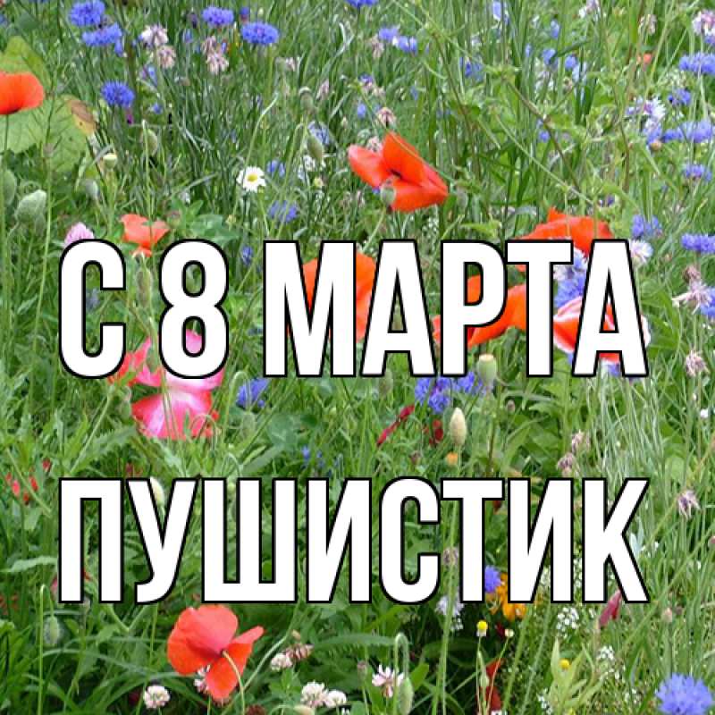 Картинка C 8 МАРТА, Пушистик