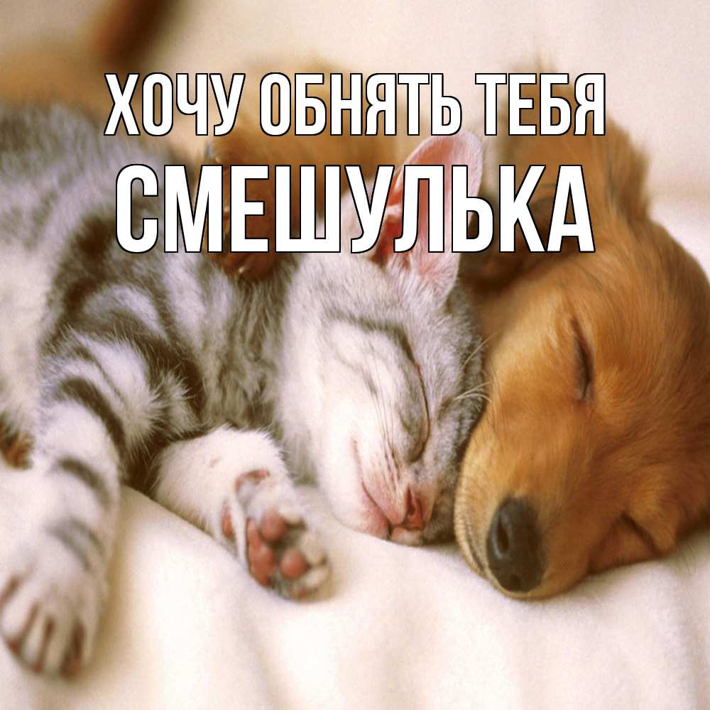 Открытка на каждый день с именем, Смешулька Хочу обнять тебя пес и котенок Прикольная открытка с пожеланием онлайн скачать бесплатно 