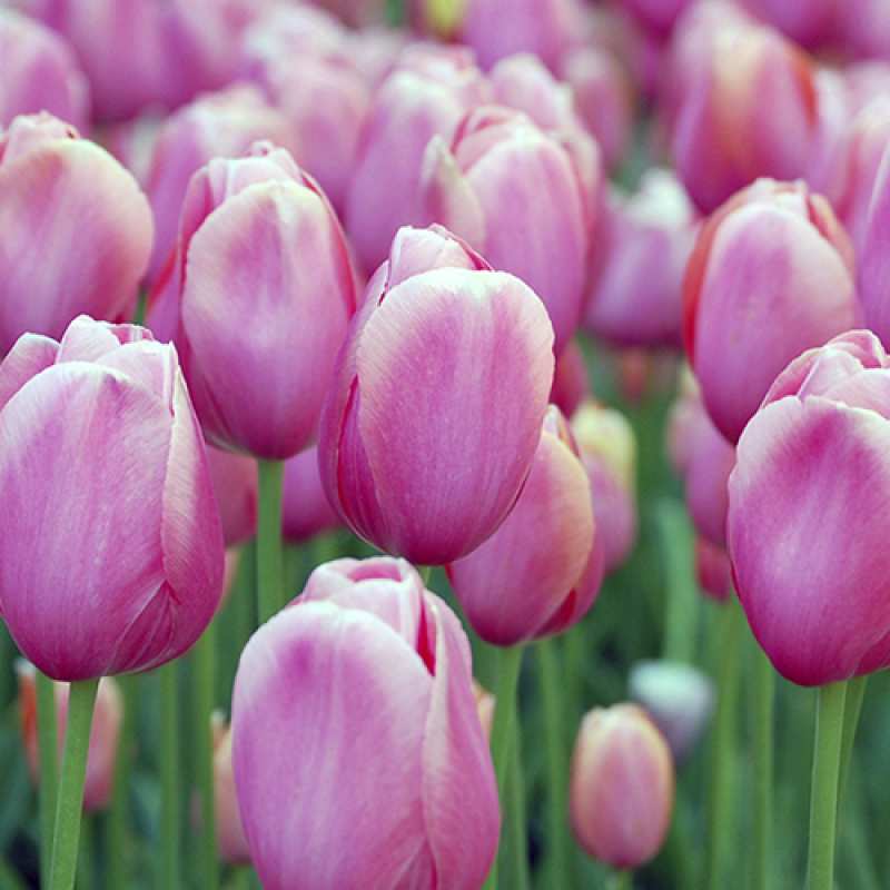 Картинка C 8 МАРТА, Виктор