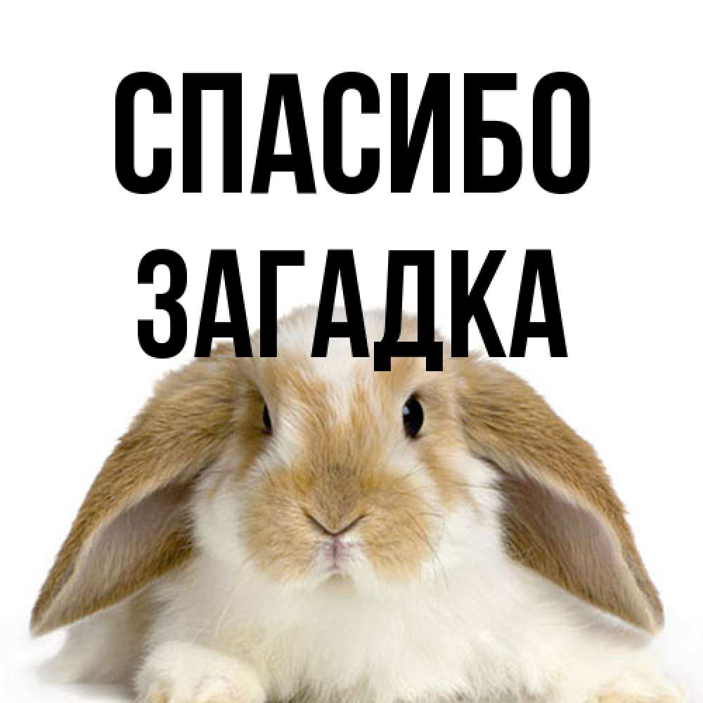 Открытка на каждый день с именем, Загадка Спасибо коричнево белый заяц Прикольная открытка с пожеланием онлайн скачать бесплатно 
