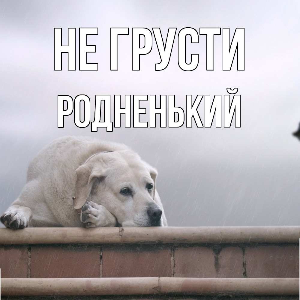 Открытка на каждый день с именем, Родненький Не грусти белый пес 1 Прикольная открытка с пожеланием онлайн скачать бесплатно 