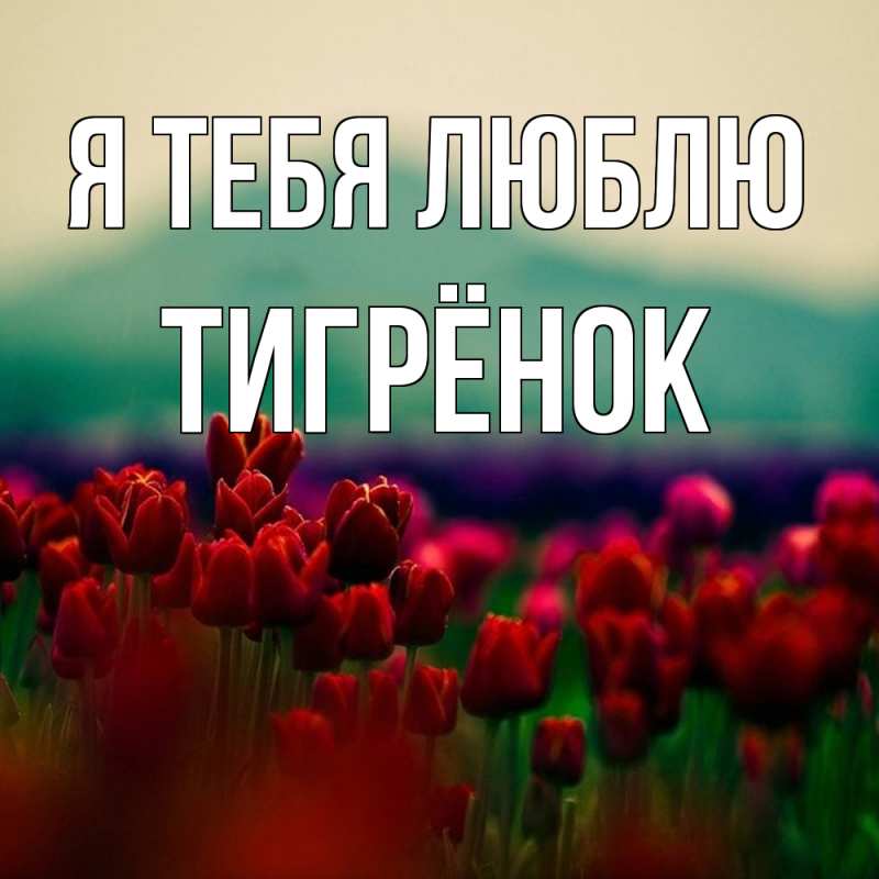 Картинка Я тебя люблю, Тигрёнок