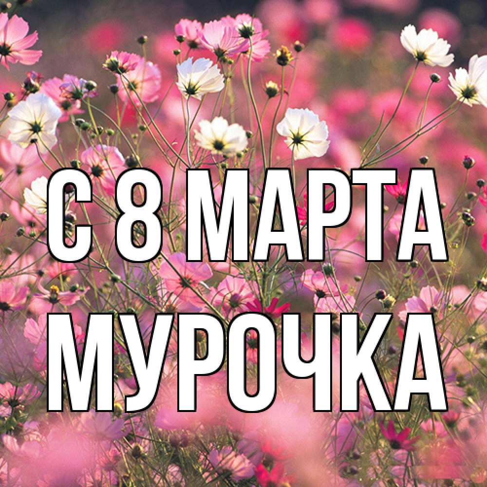 Открытка на каждый день с именем, Мурочка C 8 МАРТА красиво 1 Прикольная открытка с пожеланием онлайн скачать бесплатно 