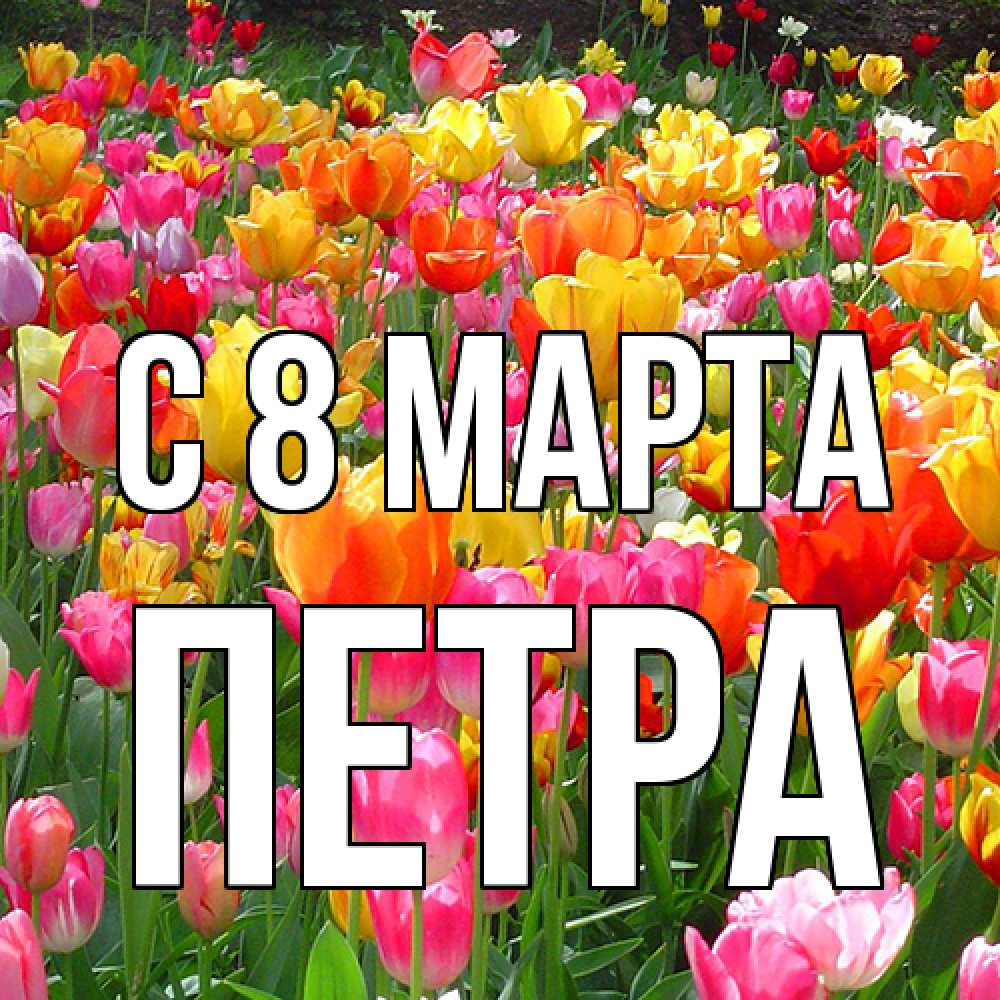 Открытка на каждый день с именем, Петра C 8 МАРТА на международный женский день Прикольная открытка с пожеланием онлайн скачать бесплатно 