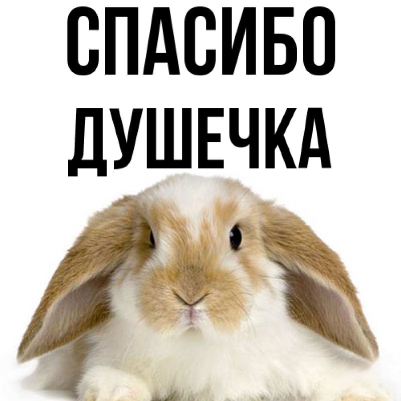 Картинка Спасибо, душечка