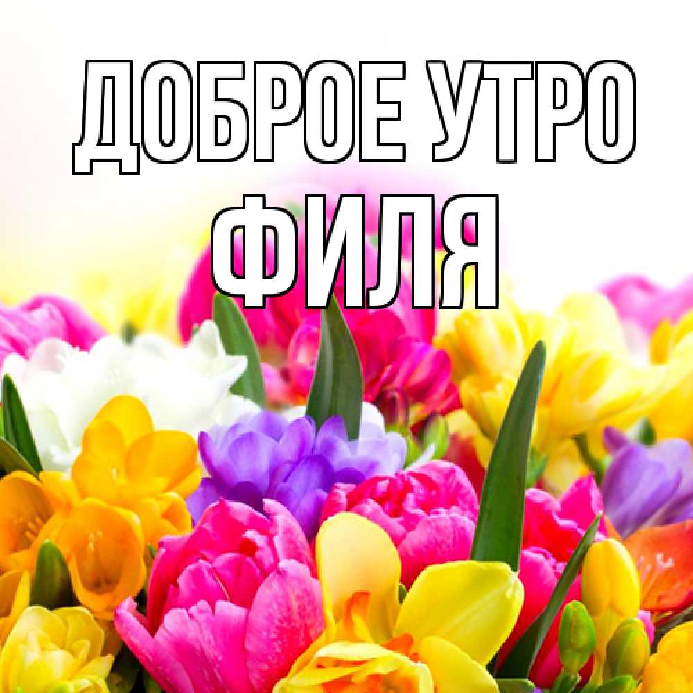 Открытка на каждый день с именем, Филя Доброе утро создать открытку со свое подписью Прикольная открытка с пожеланием онлайн скачать бесплатно 