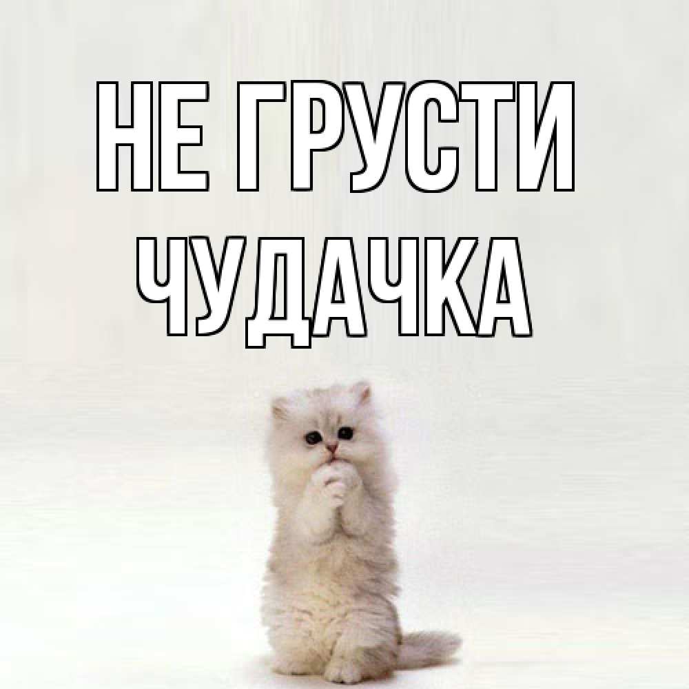 Открытка на каждый день с именем, Чудачка Не грусти грустный кот Прикольная открытка с пожеланием онлайн скачать бесплатно 