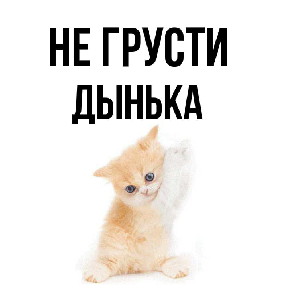 Открытка на каждый день с именем, Дынька Не грусти просящий кот Прикольная открытка с пожеланием онлайн скачать бесплатно 