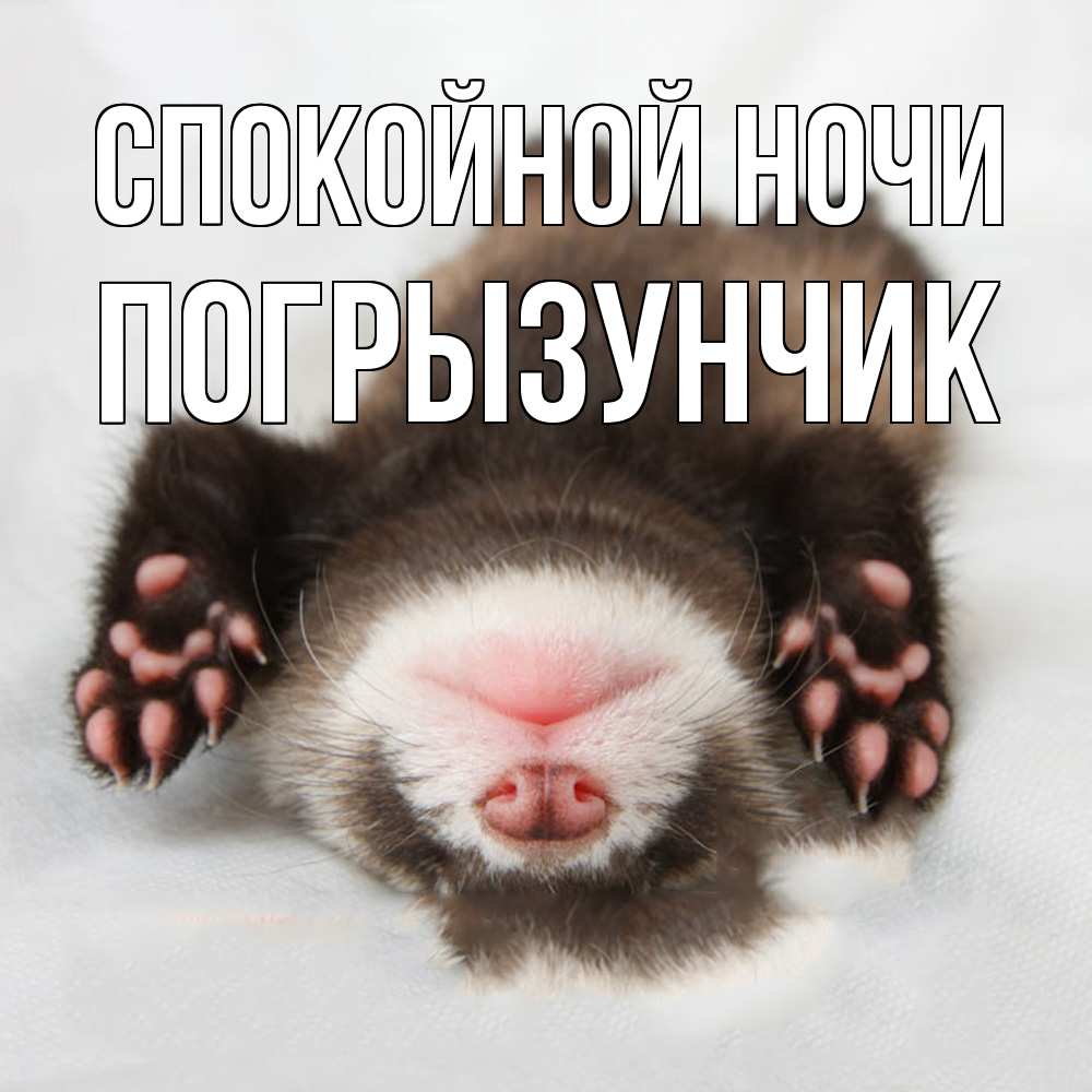 Открытка на каждый день с именем, Погрызунчик Спокойной ночи зверек Прикольная открытка с пожеланием онлайн скачать бесплатно 