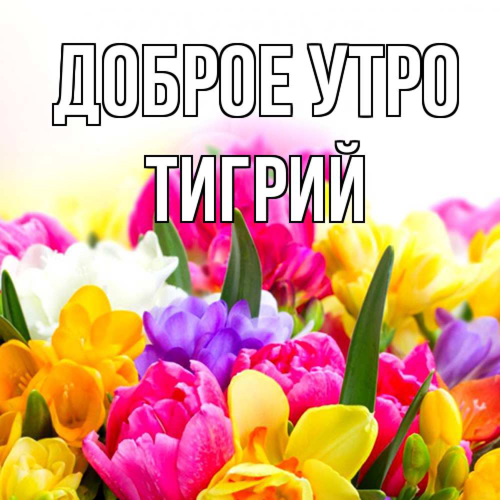 Открытка на каждый день с именем, Тигрий Доброе утро создать открытку со свое подписью Прикольная открытка с пожеланием онлайн скачать бесплатно 