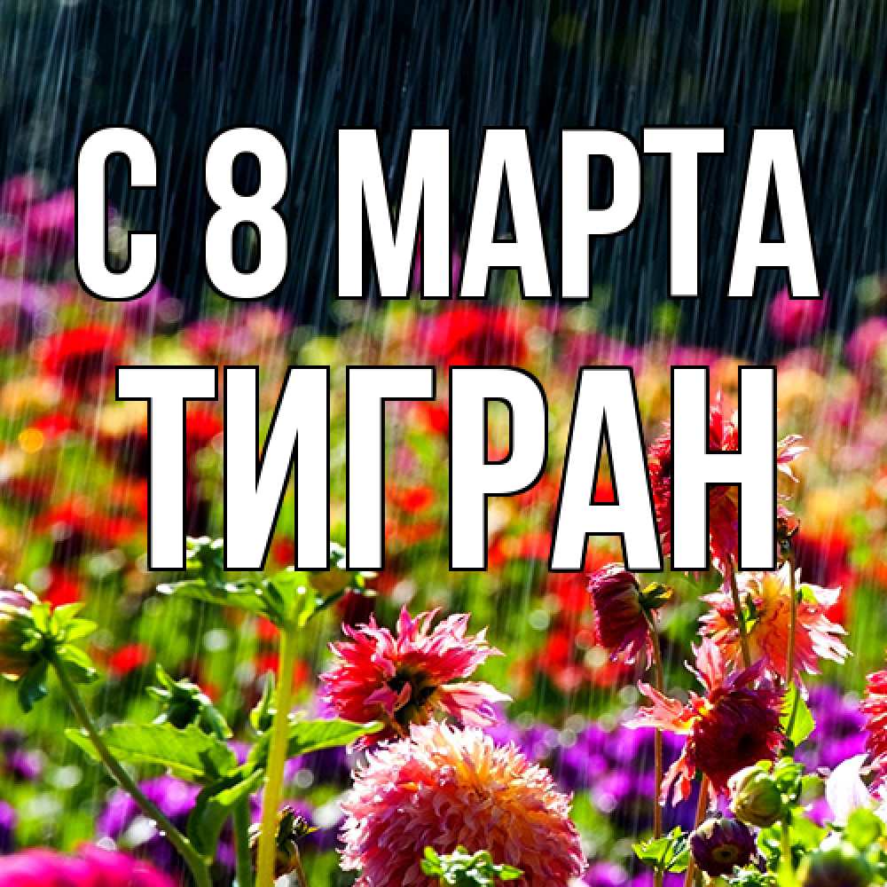 Открытка на каждый день с именем, Тигран C 8 МАРТА цветы под дождиком к международному женскому дню Прикольная открытка с пожеланием онлайн скачать бесплатно 