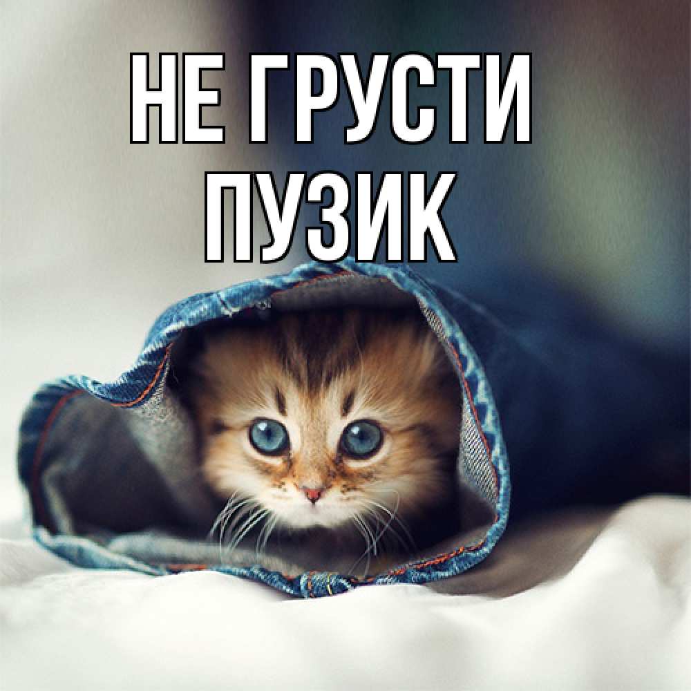 Открытка на каждый день с именем, Пузик Не грусти рыжик котик Прикольная открытка с пожеланием онлайн скачать бесплатно 