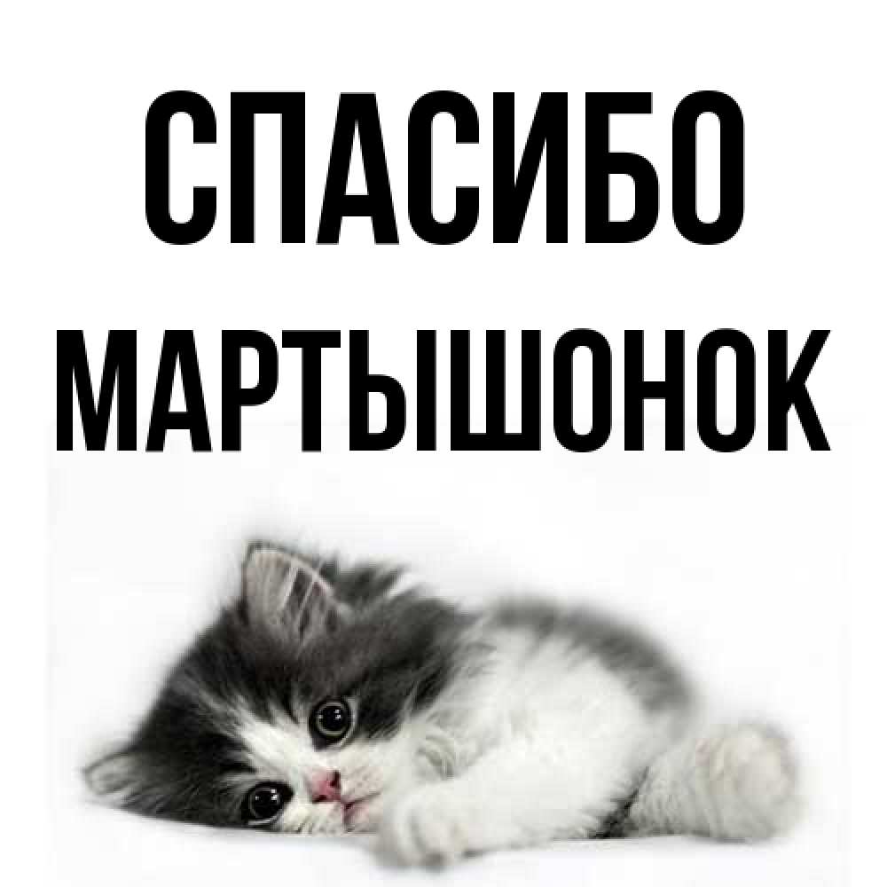 Открытка на каждый день с именем, Маpтышонок Спасибо черный и белый кот Прикольная открытка с пожеланием онлайн скачать бесплатно 