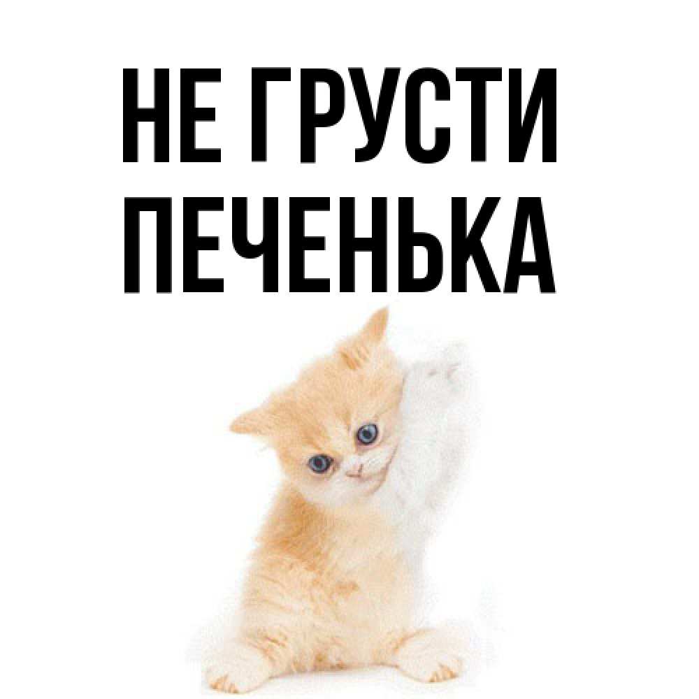 Открытка на каждый день с именем, Печенька Не грусти просящий кот Прикольная открытка с пожеланием онлайн скачать бесплатно 
