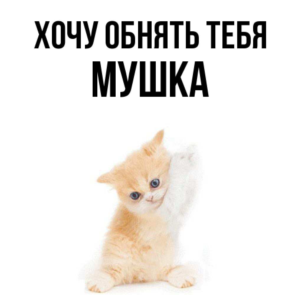 Открытка на каждый день с именем, мушка Хочу обнять тебя я хочу очень скорее обнимаешек Прикольная открытка с пожеланием онлайн скачать бесплатно 