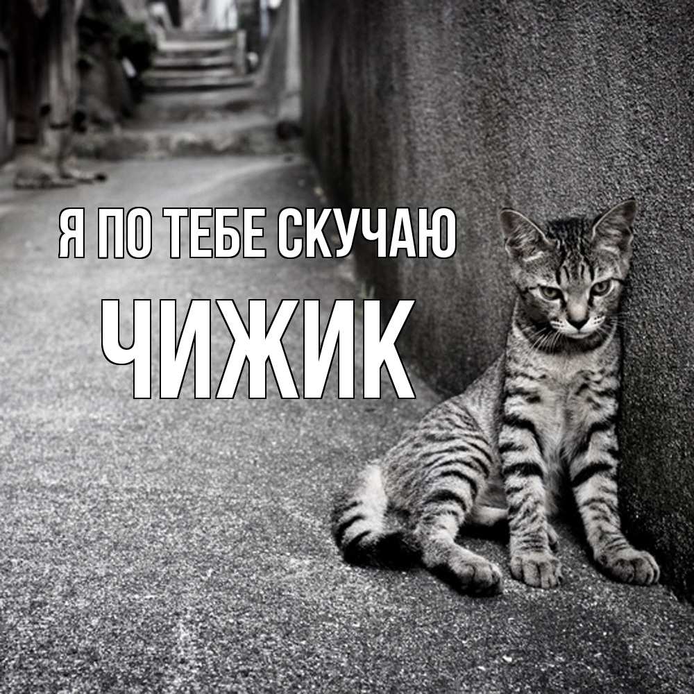 Открытка на каждый день с именем, Чижик Я по тебе скучаю одиноко котику Прикольная открытка с пожеланием онлайн скачать бесплатно 