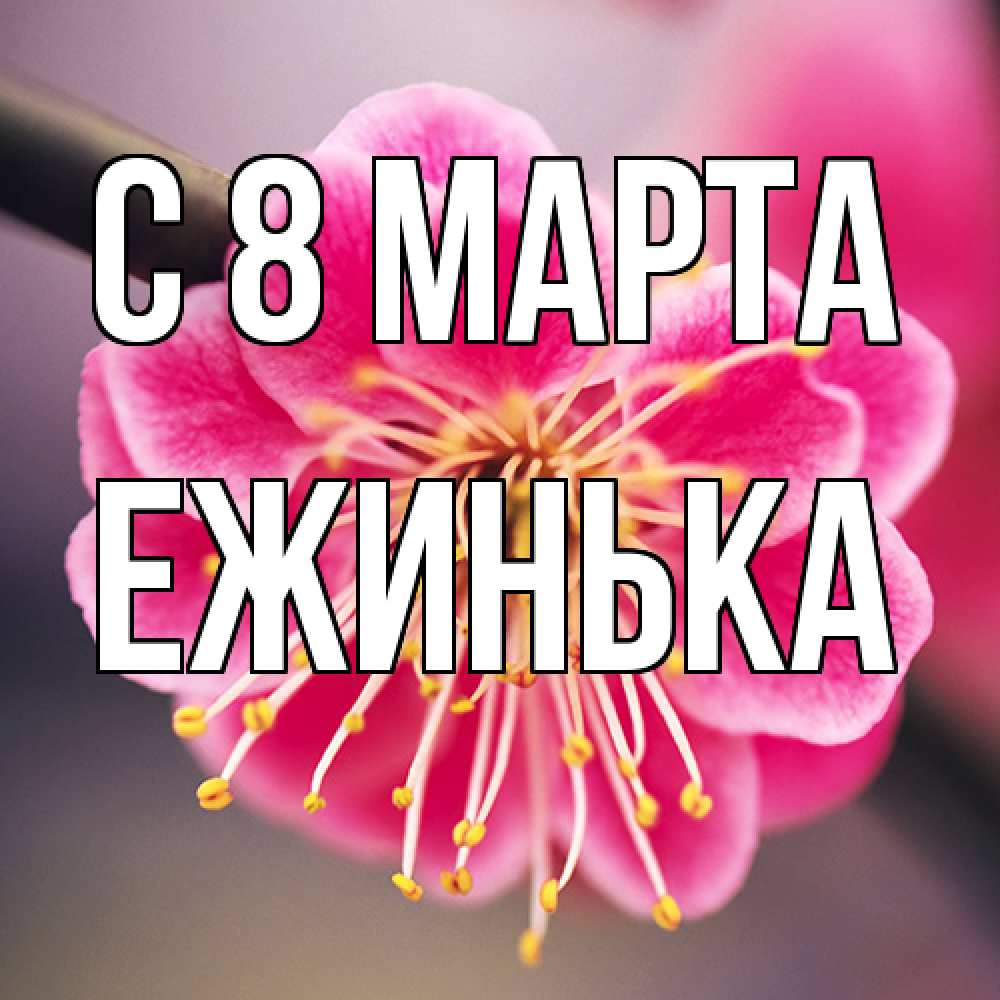 Открытка на каждый день с именем, ежинька C 8 МАРТА цветы Прикольная открытка с пожеланием онлайн скачать бесплатно 