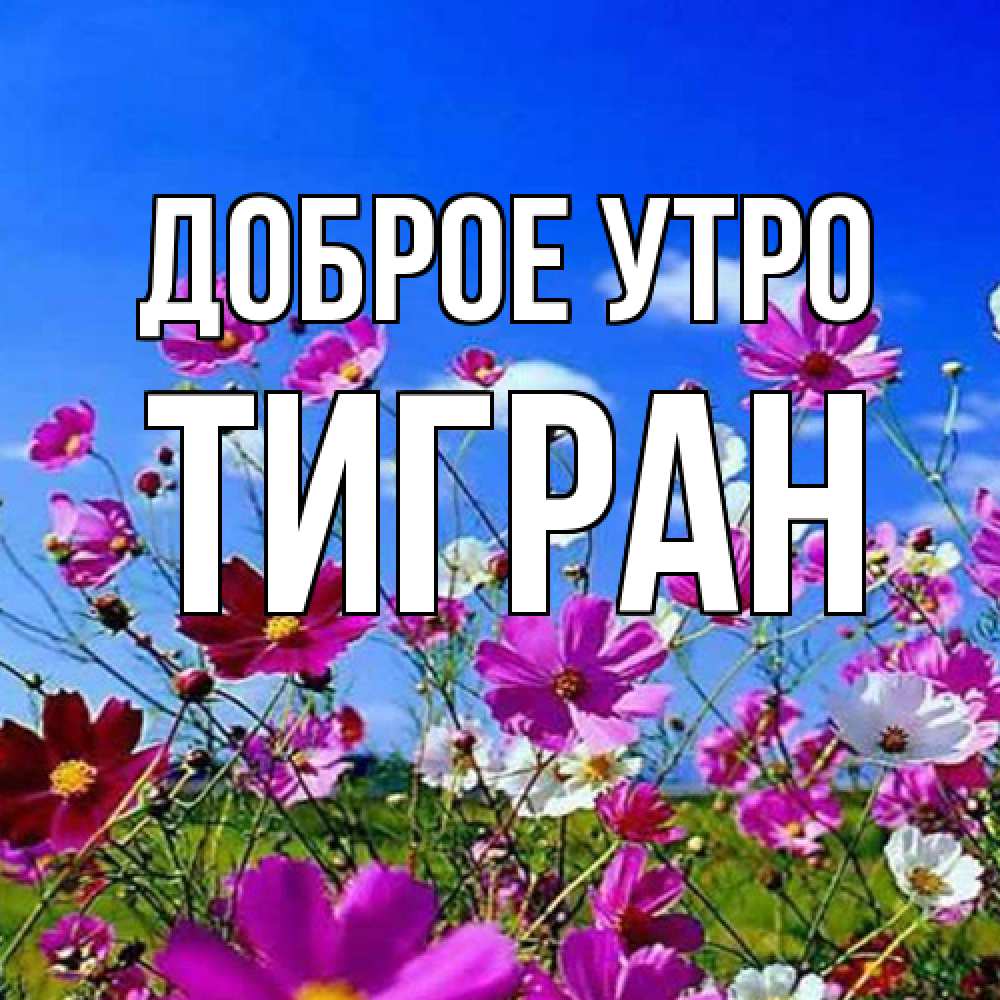 Открытка на каждый день с именем, Тигран Доброе утро сиреневые цветы Прикольная открытка с пожеланием онлайн скачать бесплатно 