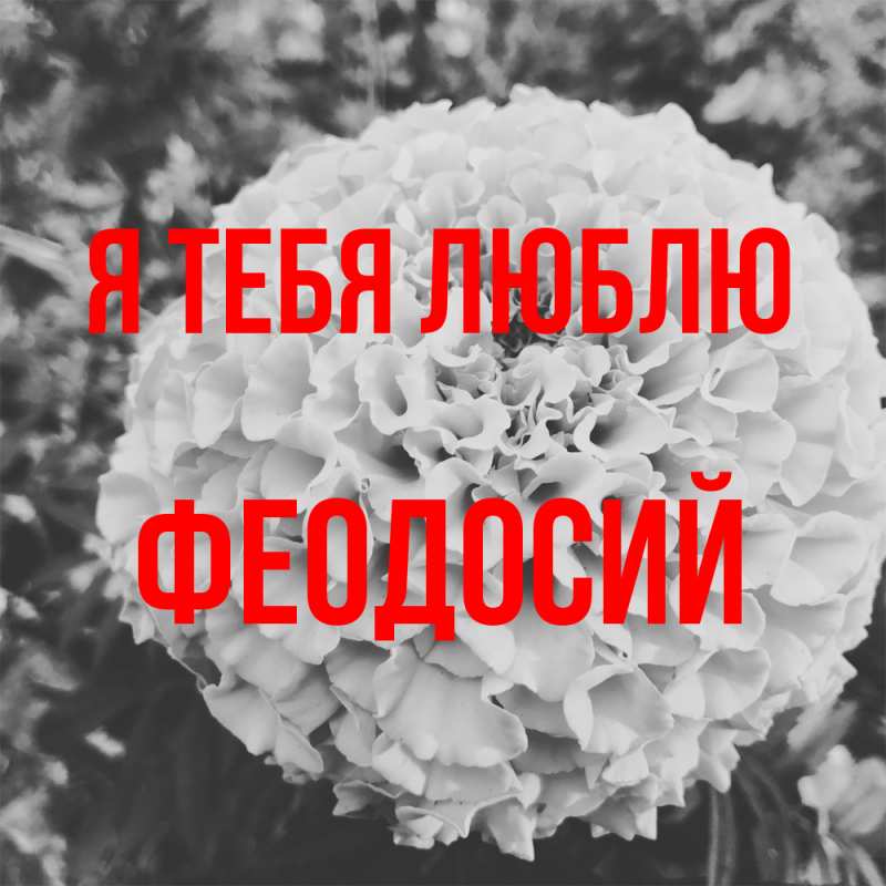 Картинка Я тебя люблю, Феодосий