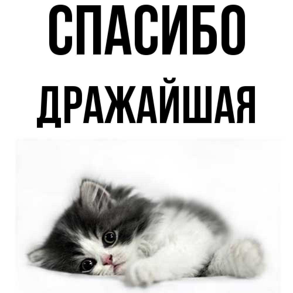 Открытка на каждый день с именем, дражайшая Спасибо черный и белый кот Прикольная открытка с пожеланием онлайн скачать бесплатно 