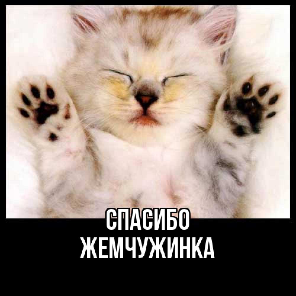 Открытка на каждый день с именем, Жемчужинка Спасибо маленький котенок Прикольная открытка с пожеланием онлайн скачать бесплатно 