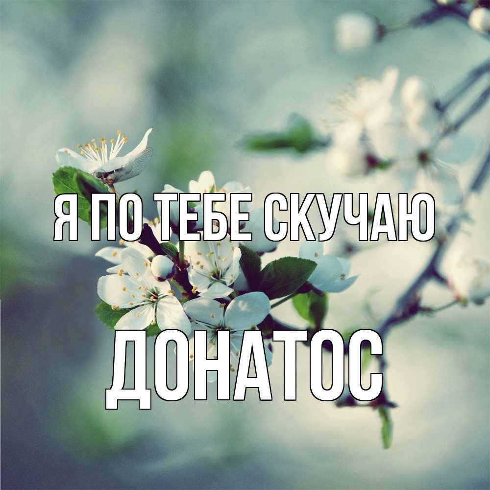 Открытка на каждый день с именем, Донатос Я по тебе скучаю весна Прикольная открытка с пожеланием онлайн скачать бесплатно 