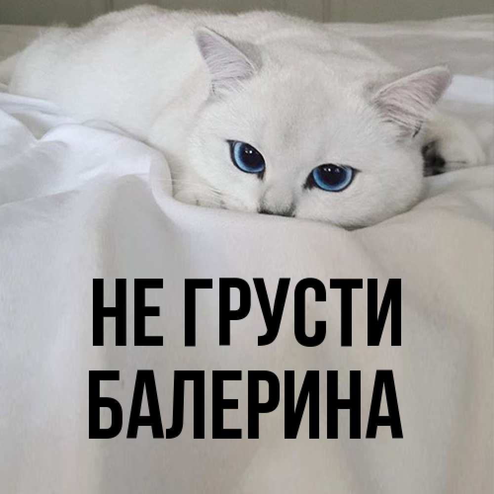 Открытка на каждый день с именем, Балерина Не грусти Голубоглазая кошка Прикольная открытка с пожеланием онлайн скачать бесплатно 