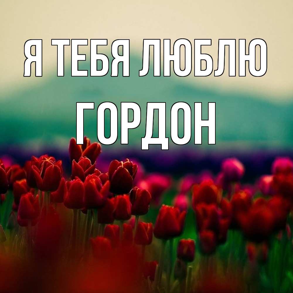 Открытка на каждый день с именем, Гордон Я тебя люблю тюльпаны 4 Прикольная открытка с пожеланием онлайн скачать бесплатно 