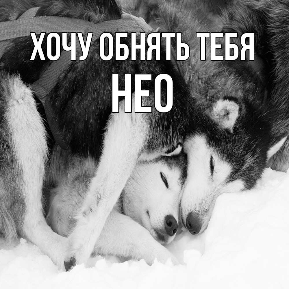 Открытка на каждый день с именем, Нео Хочу обнять тебя собачки в упряжке Прикольная открытка с пожеланием онлайн скачать бесплатно 