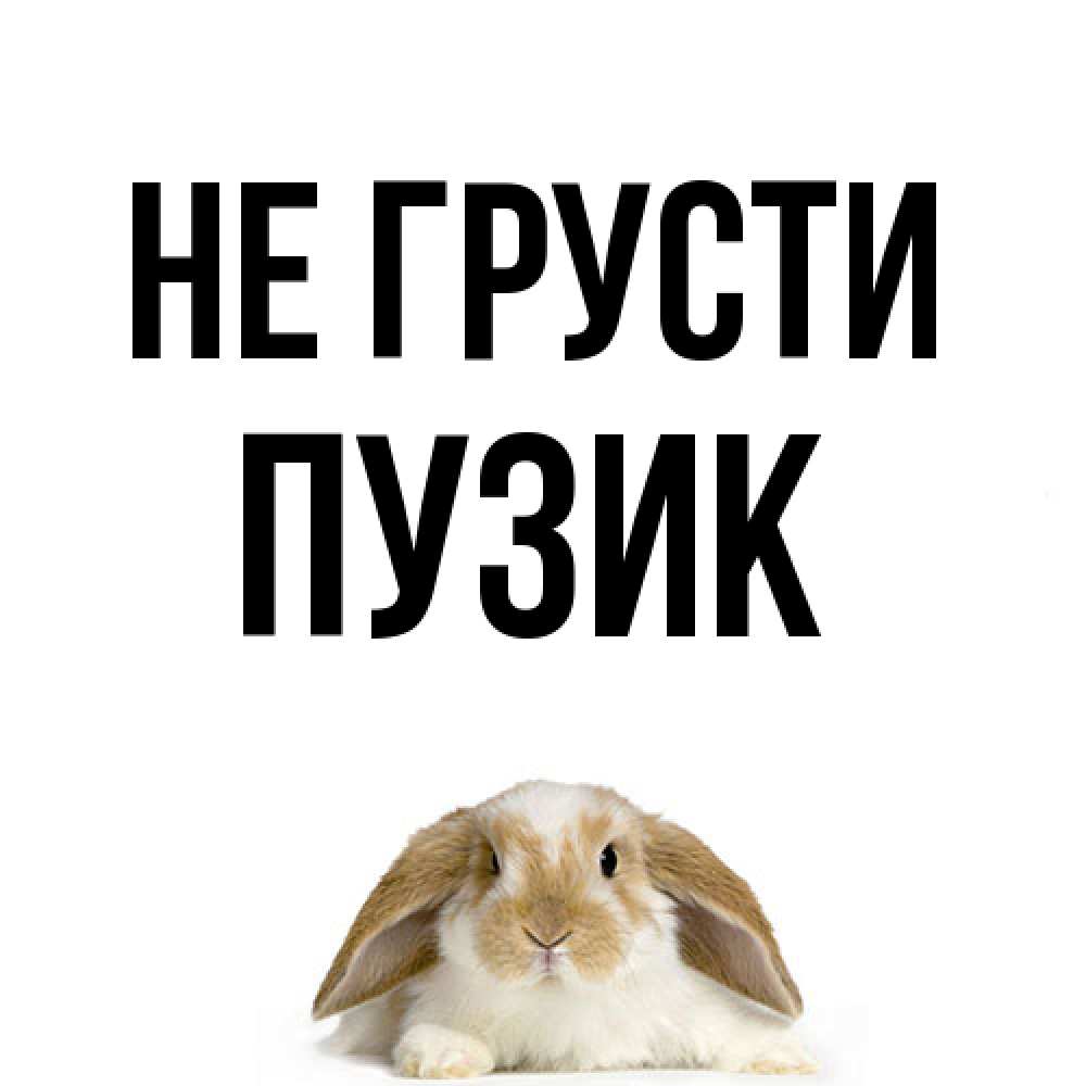 Открытка на каждый день с именем, Пузик Не грусти коричнево белый заяц с большими ушками Прикольная открытка с пожеланием онлайн скачать бесплатно 