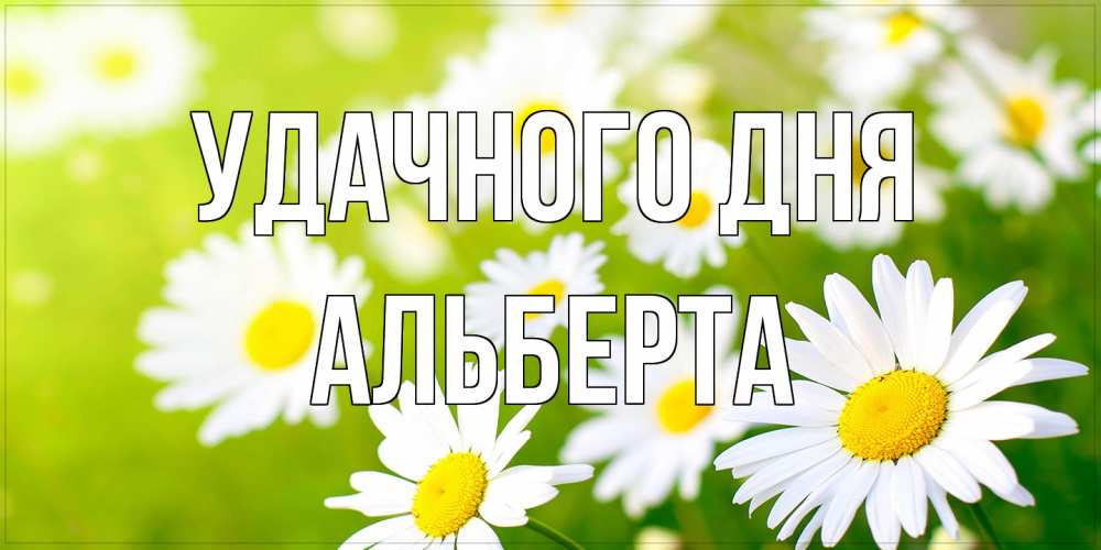 Открытка на каждый день с именем, Альберта Удачного дня открытка с ромашками на зеленом фоне Прикольная открытка с пожеланием онлайн скачать бесплатно 