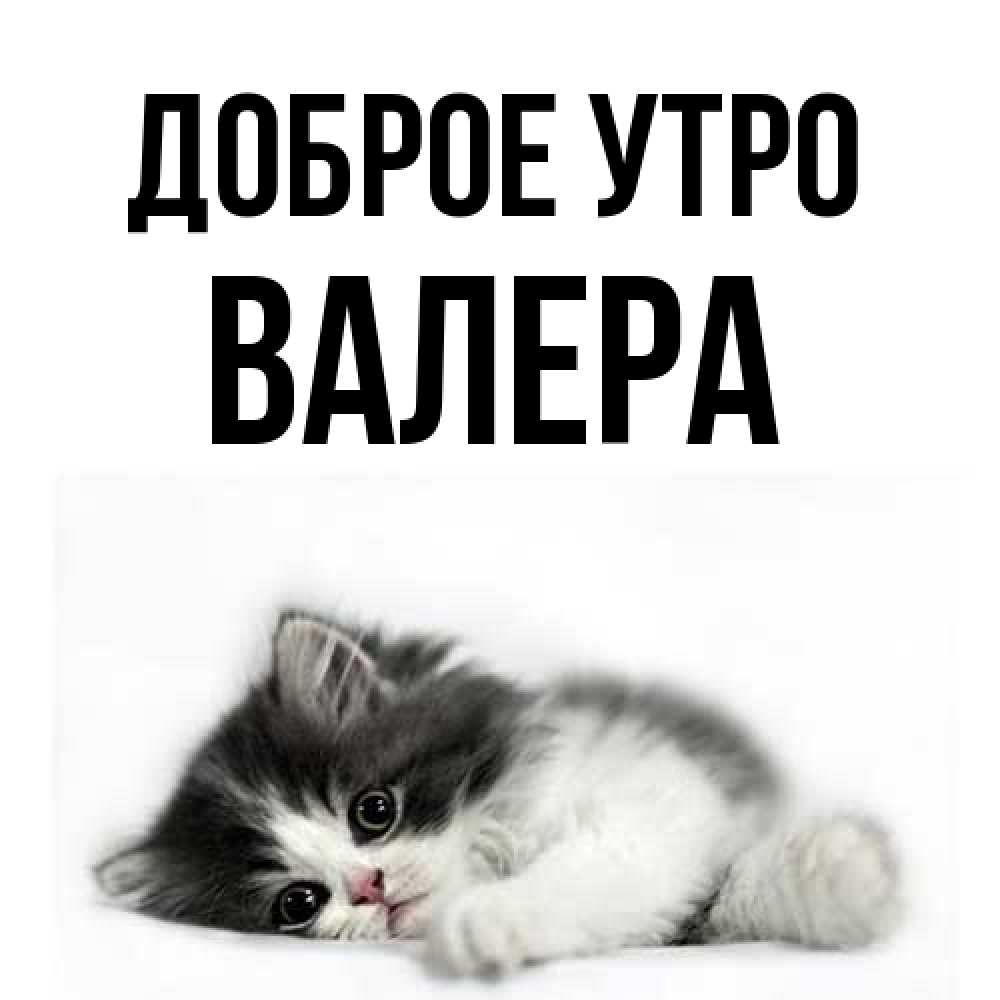 Открытка на каждый день с именем, Валера Доброе утро кот лапки Прикольная открытка с пожеланием онлайн скачать бесплатно 