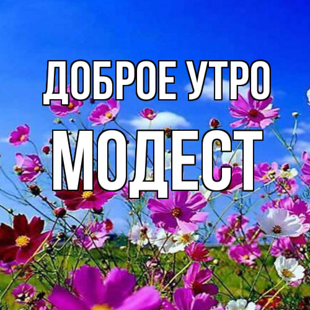 Открытка на каждый день с именем, Модест Доброе утро сиреневые цветы Прикольная открытка с пожеланием онлайн скачать бесплатно 