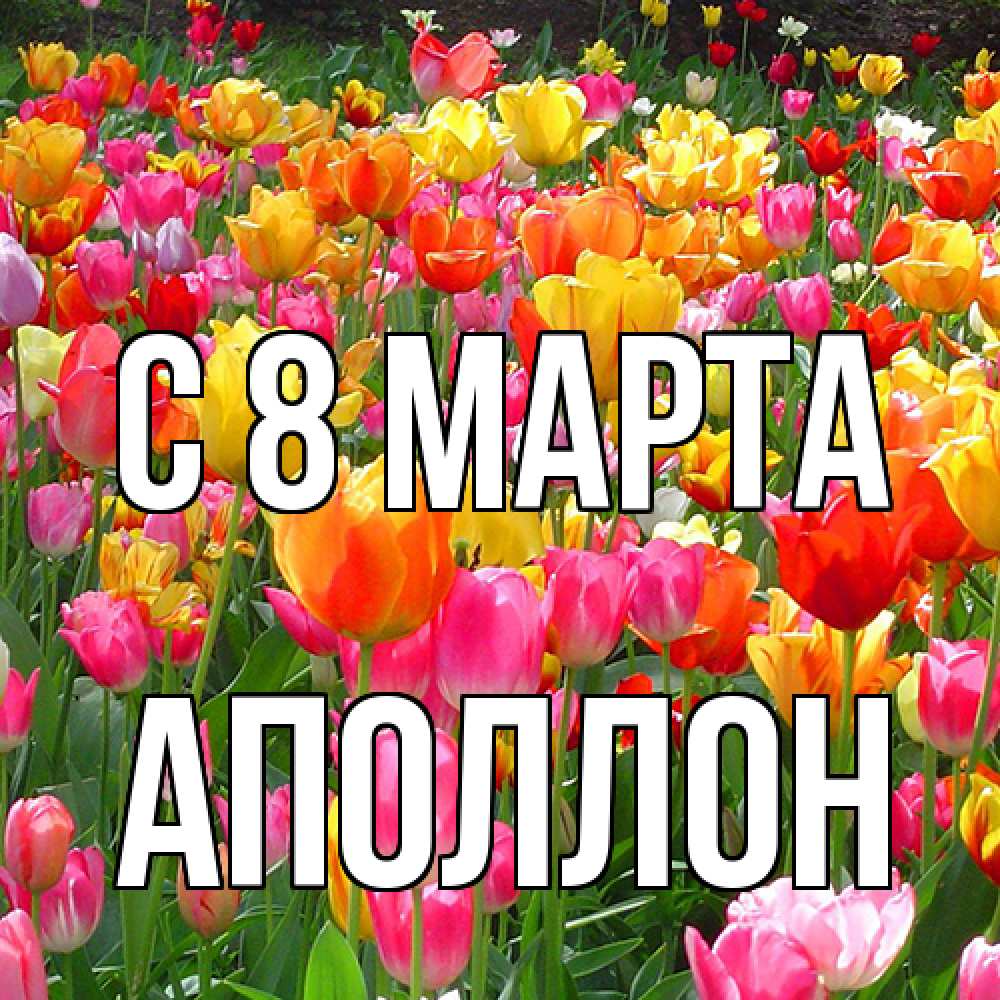 Открытка на каждый день с именем, Аполлон C 8 МАРТА на международный женский день Прикольная открытка с пожеланием онлайн скачать бесплатно 