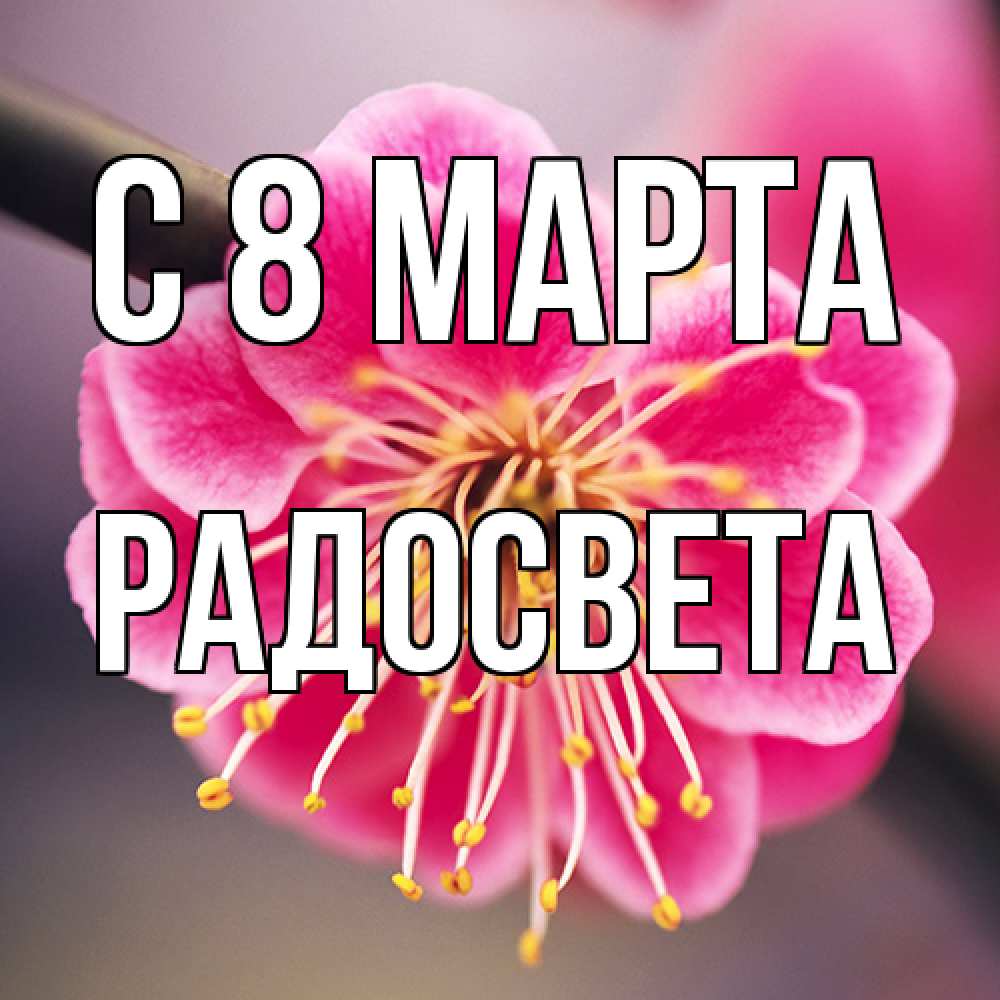 Открытка на каждый день с именем, Радосвета C 8 МАРТА цветы Прикольная открытка с пожеланием онлайн скачать бесплатно 