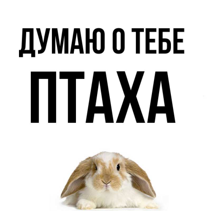 Картинка Думаю о тебе, Птаха