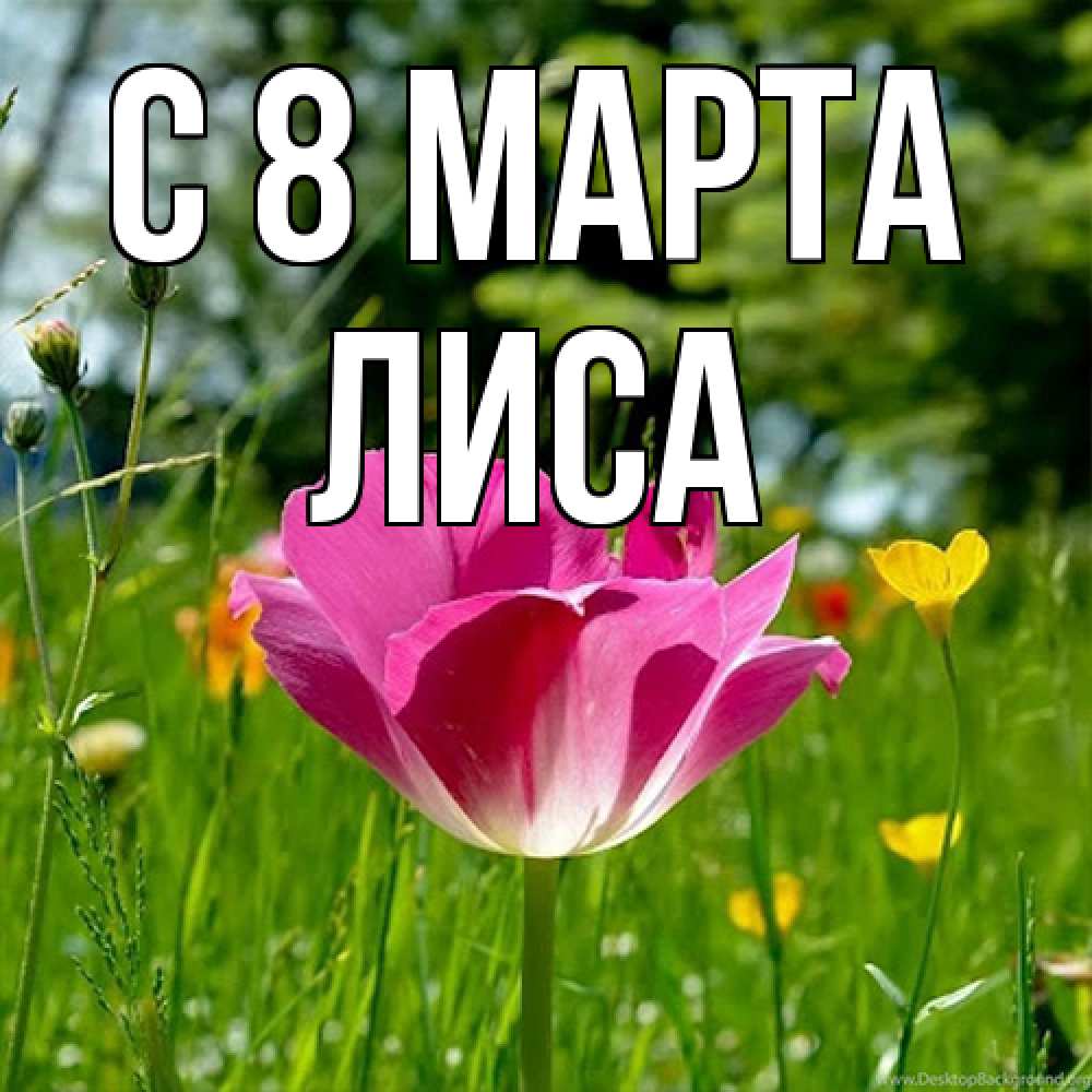 Открытка на каждый день с именем, лиса C 8 МАРТА полевые цветы Прикольная открытка с пожеланием онлайн скачать бесплатно 