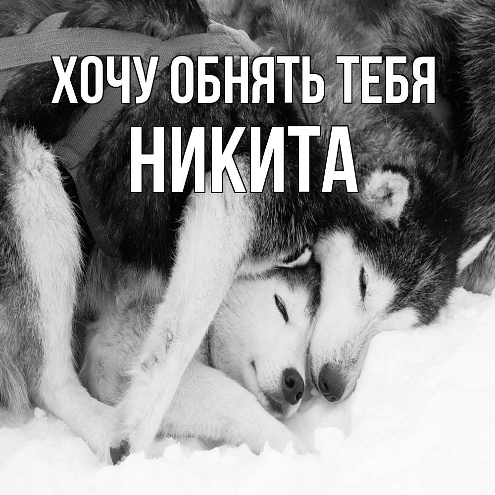 Открытка на каждый день с именем, Никита Хочу обнять тебя собачки в упряжке Прикольная открытка с пожеланием онлайн скачать бесплатно 