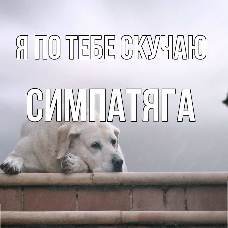 Картинка Я по тебе скучаю, Симпатяга