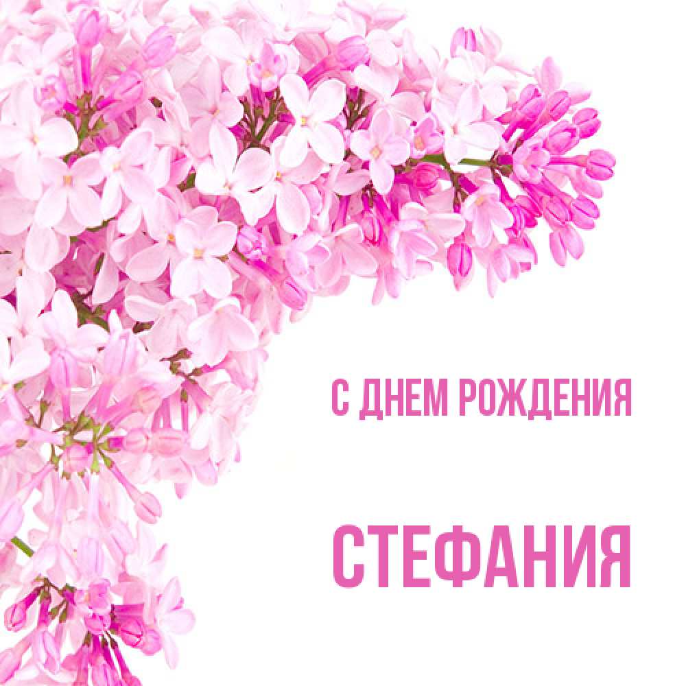 Открытка на каждый день с именем, Стефания С днем рождения Сирень на белом фоне Прикольная открытка с пожеланием онлайн скачать бесплатно 