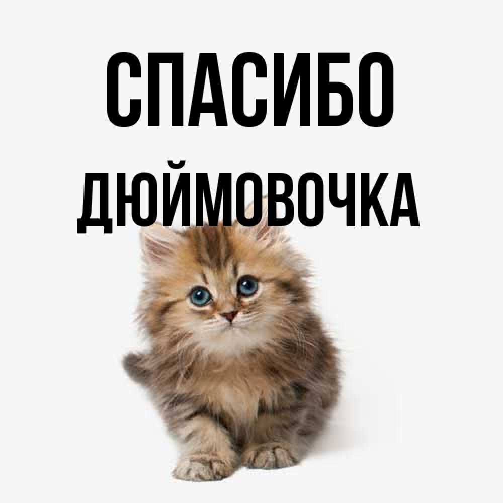 Открытка на каждый день с именем, Дюймовочка Спасибо пушистый котик Прикольная открытка с пожеланием онлайн скачать бесплатно 