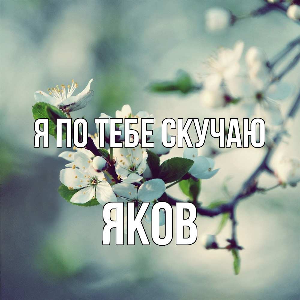 Открытка на каждый день с именем, Яков Я по тебе скучаю весна Прикольная открытка с пожеланием онлайн скачать бесплатно 