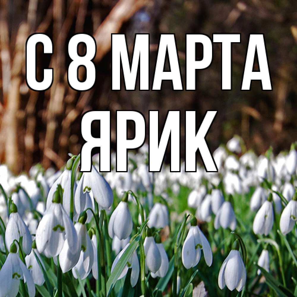 Открытка на каждый день с именем, Ярик C 8 МАРТА с подснежниками 1 Прикольная открытка с пожеланием онлайн скачать бесплатно 