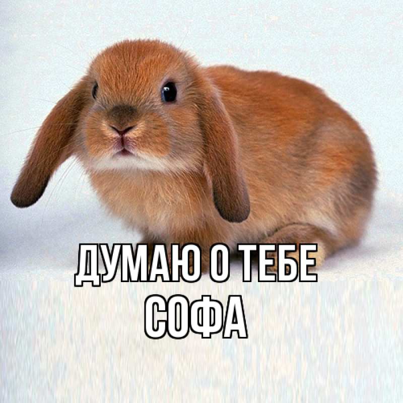 Картинка Думаю о тебе, Софа