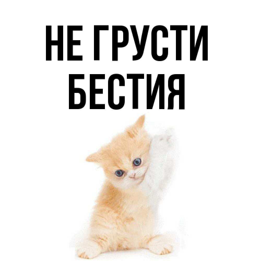 Открытка на каждый день с именем, Бестия Не грусти просящий кот Прикольная открытка с пожеланием онлайн скачать бесплатно 