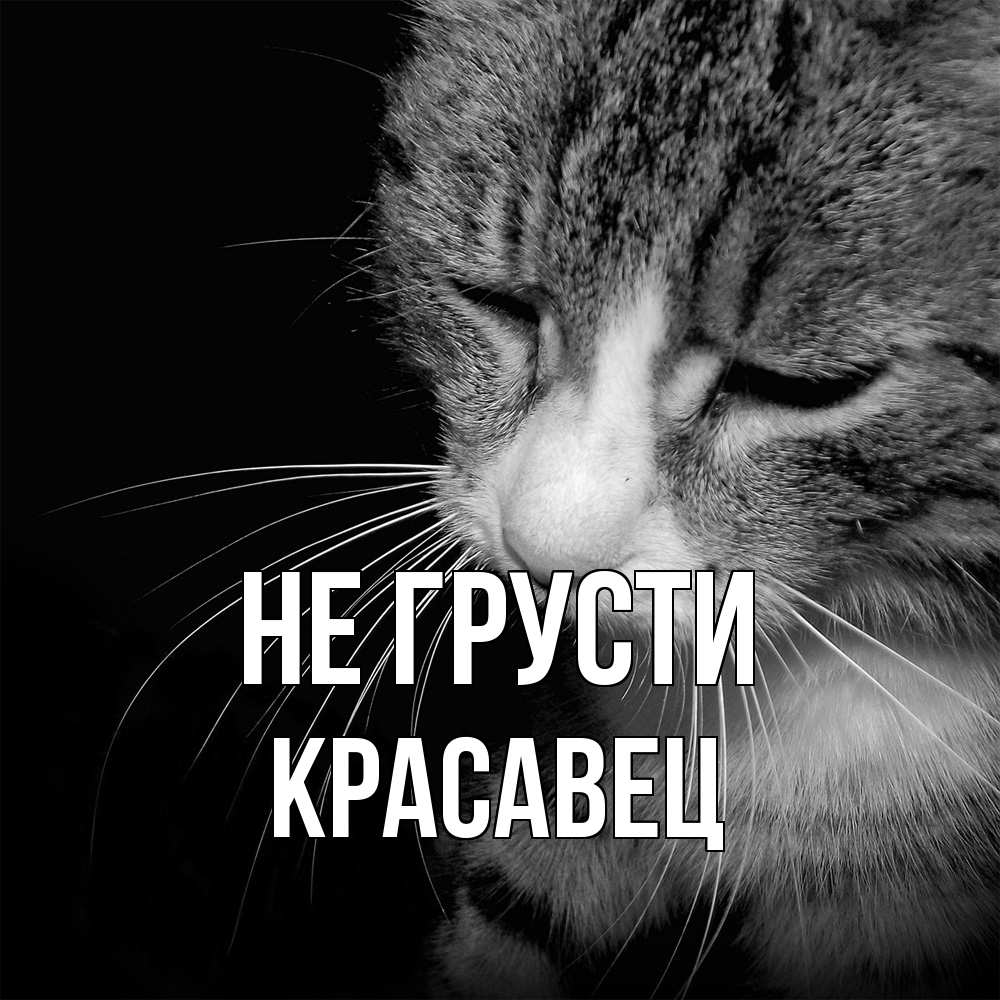 Открытка на каждый день с именем, Красавец Не грусти грустный котик Прикольная открытка с пожеланием онлайн скачать бесплатно 