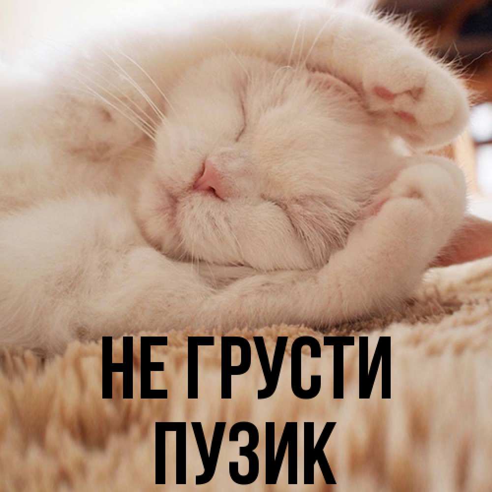 Открытка на каждый день с именем, Пузик Не грусти Котенок спит Прикольная открытка с пожеланием онлайн скачать бесплатно 
